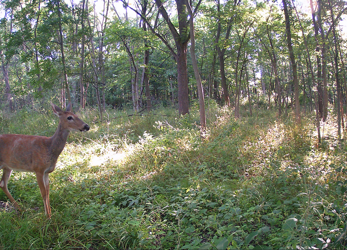 summer deer