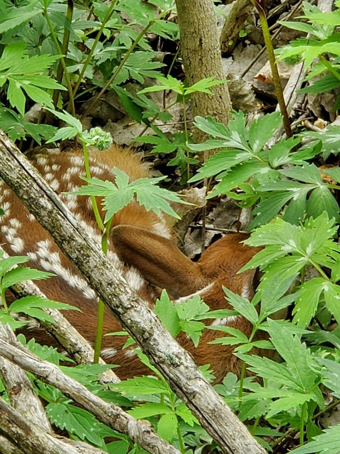 fawn