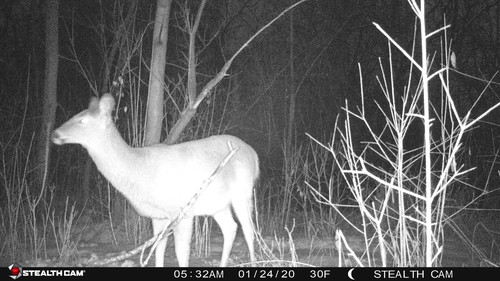 White-tailed deer