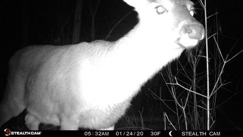 White-tailed deer