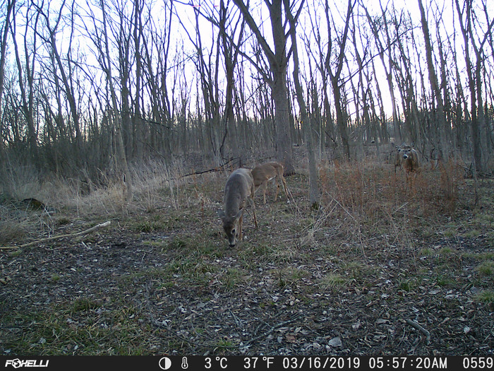 White-Tailed Deer